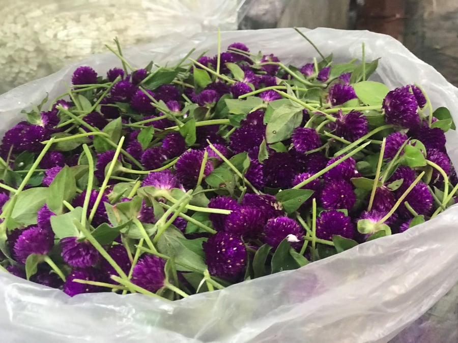 סיור דרך המצלמה לשוק הפרחים של בנגקוק