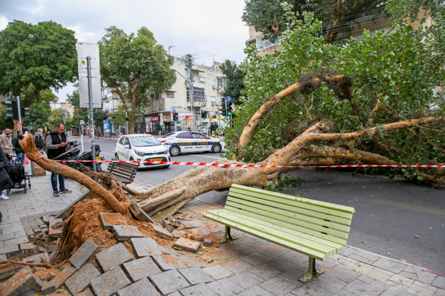 עץ שנפל אתמול בתל אביב מהרוחות העזות