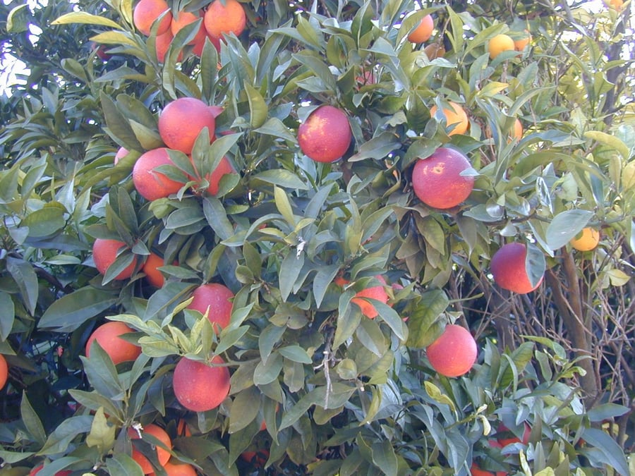 התפוזים החדשים על העץ. שוקי קנוניץ