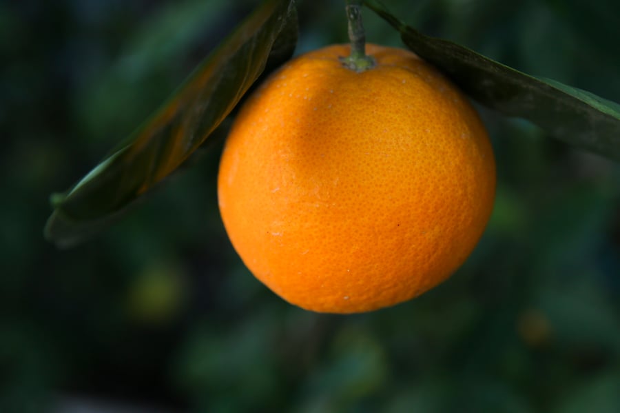 בן 60 נחנק כשאכל תפוז ופונה במצב קשה