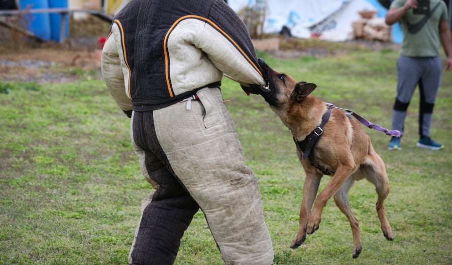 תיעוד מיוחד: כך מאמנים כלבים מסוג 'רועה בלגי'