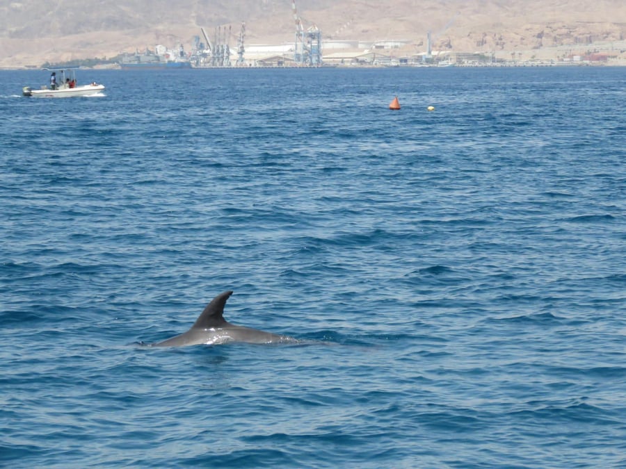 דולפינן נצפה לבדו בחוף הצפוני באילת