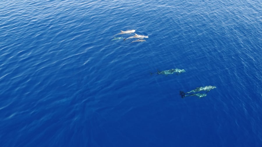 מרהיב: להקת דולפינים מסוג גרמפוס באילת
