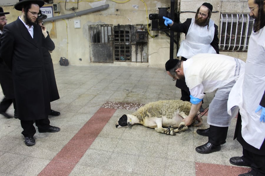 בפינסק קרלין שחטו כבש לקראת ראש השנה