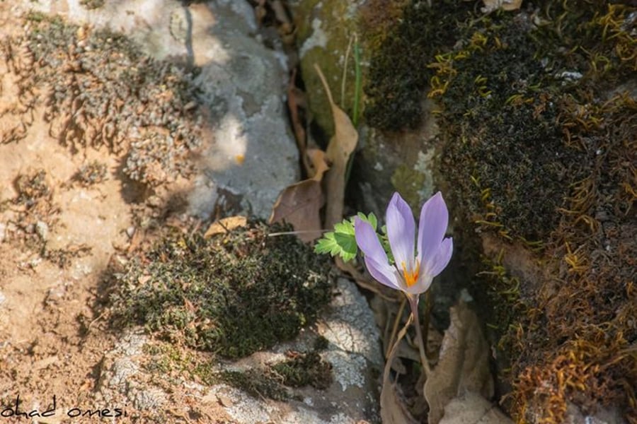 הפרחים הנדירים שברמת הגולן: צפו בגלריה