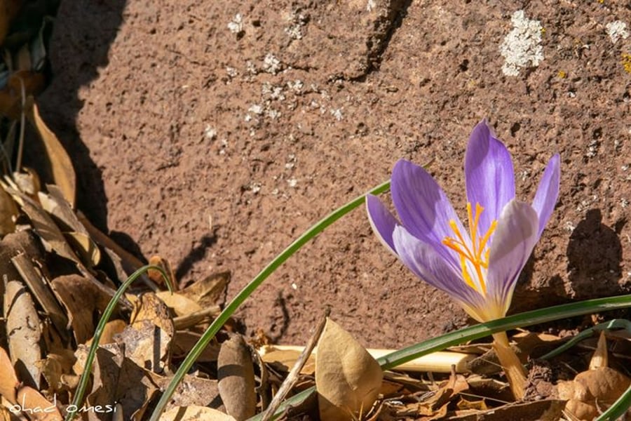 הפרחים הנדירים שברמת הגולן: צפו בגלריה