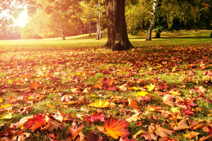 מרתק: מדוע העלים משנים את צבעם בסתיו