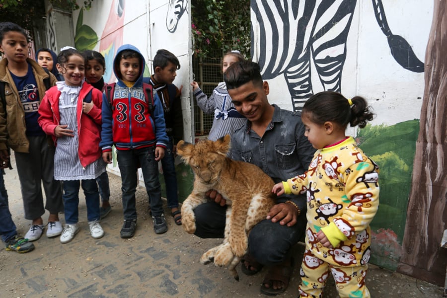 תיעוד: ילדי עזה השתעשעו עם גורי האריות