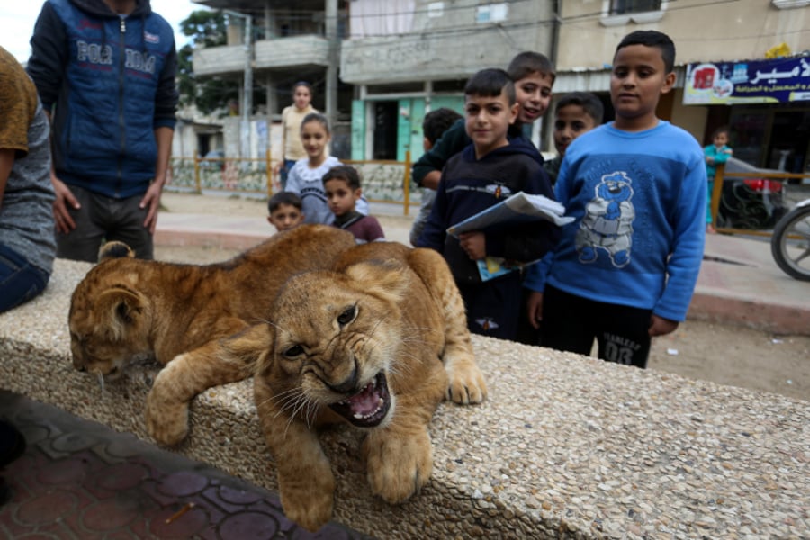 תיעוד: ילדי עזה השתעשעו עם גורי האריות