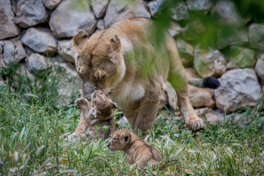 שני גורי אריות אסייתים נולדו בגן חיות התנ"כי