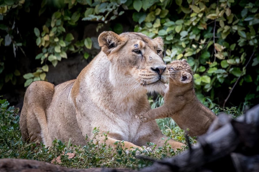 שני גורי אריות אסייתים נולדו בגן חיות התנ"כי