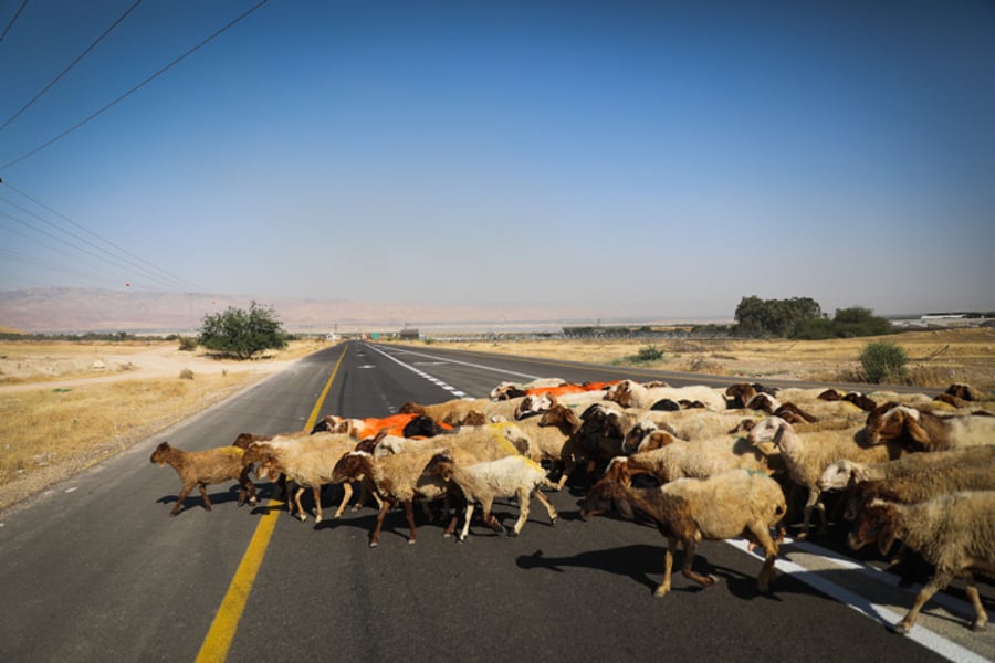 כבשים חוצים את הכביש בעמק הירדן
