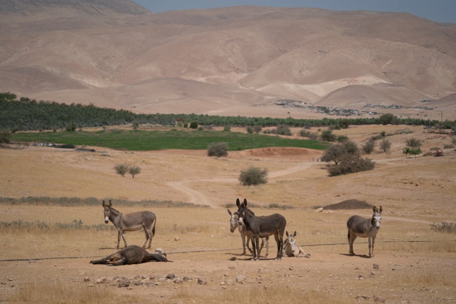 חמורים ליד הכפר עין עוג'ה שבבקעת הירדן