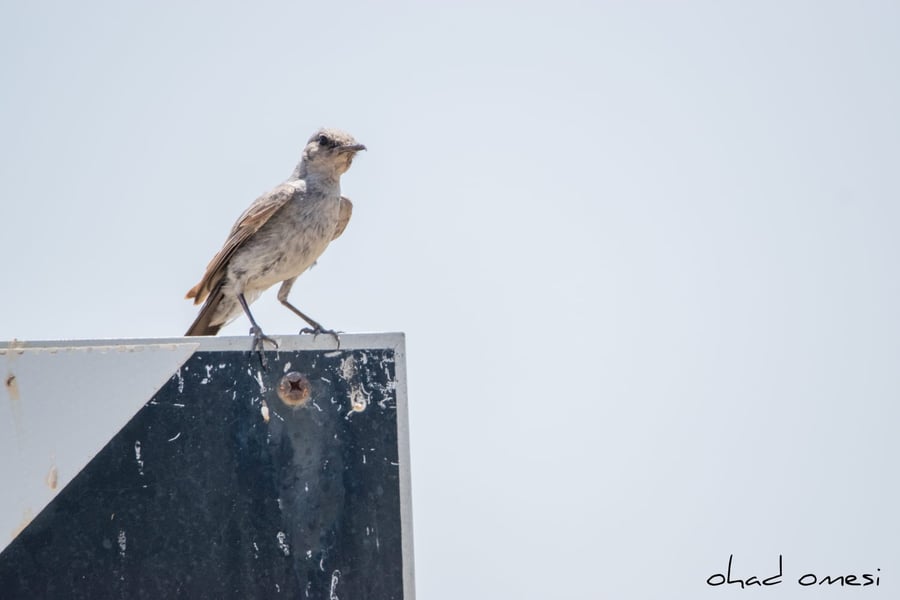 מרהיב: הציפורים והחיות במזרח רמת הגולן