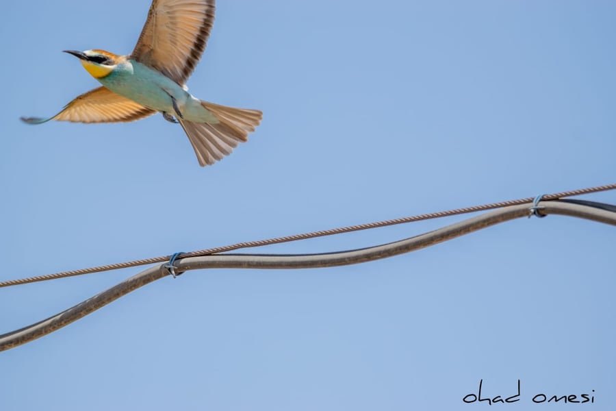 מרהיב: הציפורים והחיות במזרח רמת הגולן
