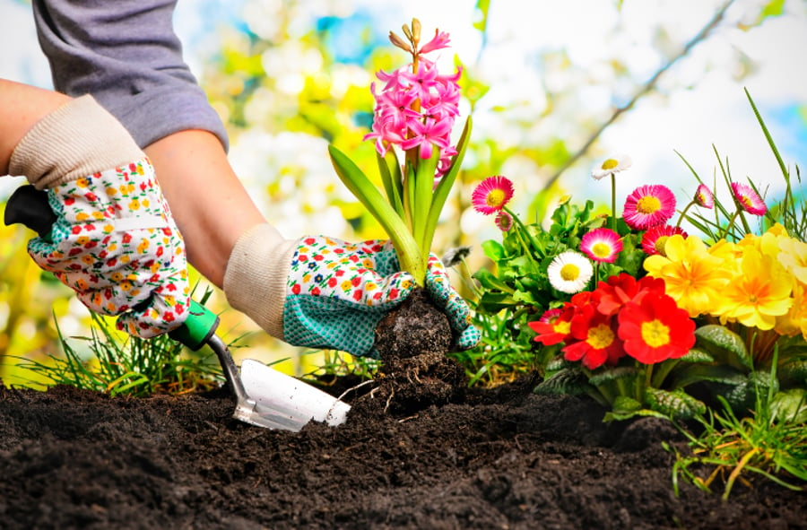 5 יתרונות שיש לגינון (חוץ מחצר מלאה בפרחים מדהימים)
