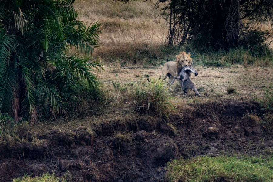 טיול דרך עדשת המצלמה לטנזניה המרהיבה