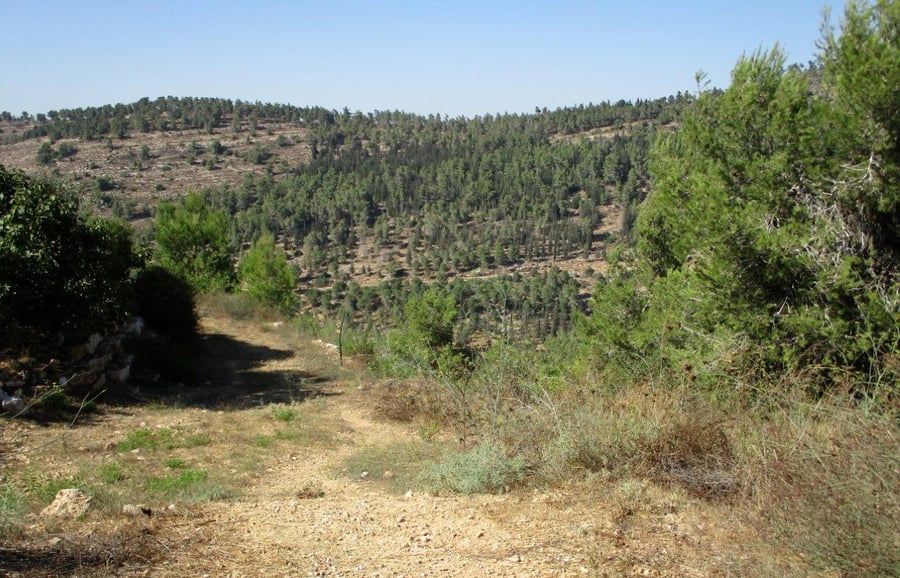 טיול דרך עדשת המצלמה בהרי יהודה הירוקים
