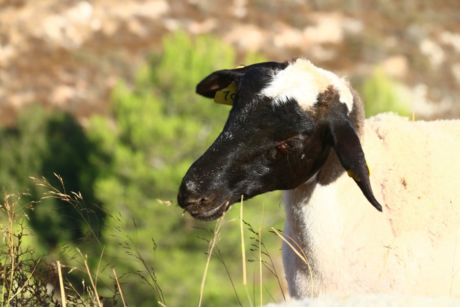 יום בחווה הירושלמית • תיעוד מרהיב ומרתק