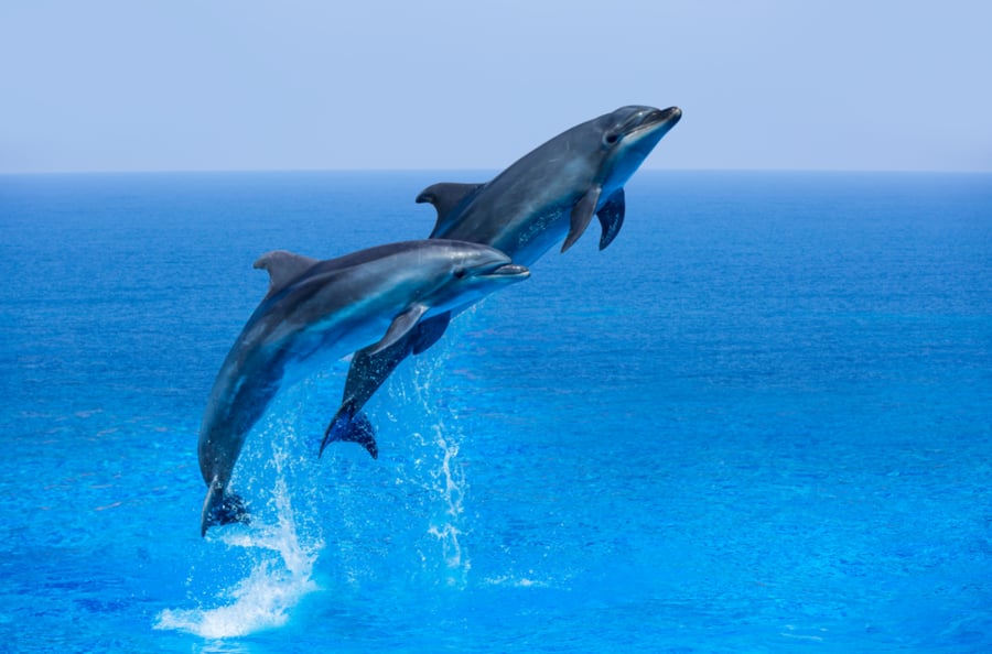 מה זה "עור דולפין" - טרנד היופי החדש שמציף את הרשת?