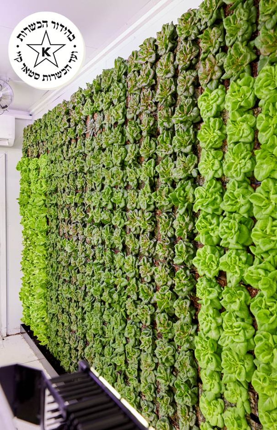 ירקות מהדרין ללא חרקים הגדלים על קירות ייחודיים ללא חומרי הדברה כלל