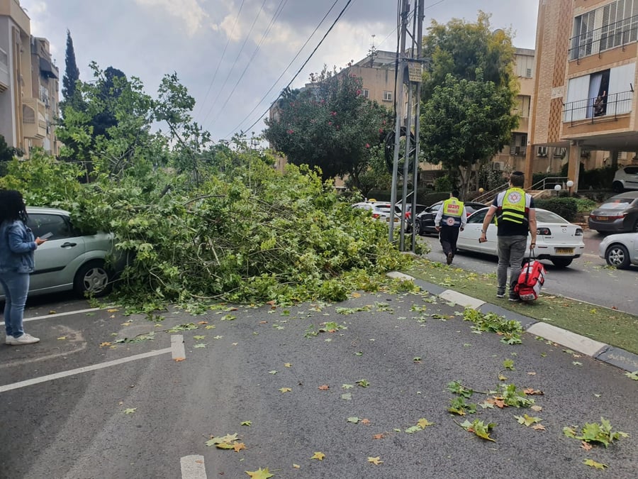 עץ גדול קרס על הכביש; רכבים ניזוקו • צפו