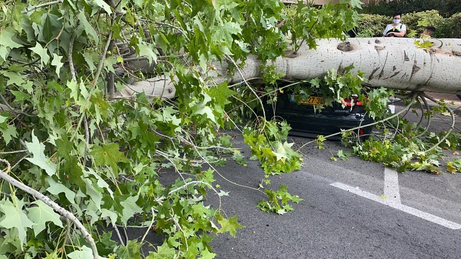 עץ גדול קרס על הכביש; רכבים ניזוקו • צפו