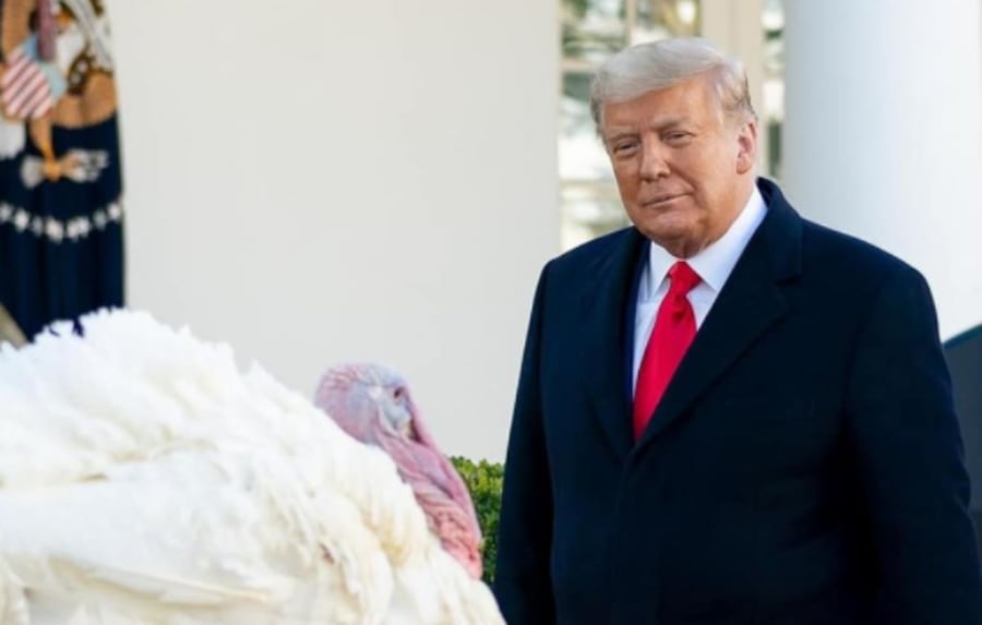 טראמפ בוחן תרנגול הודו בחג ההודיה