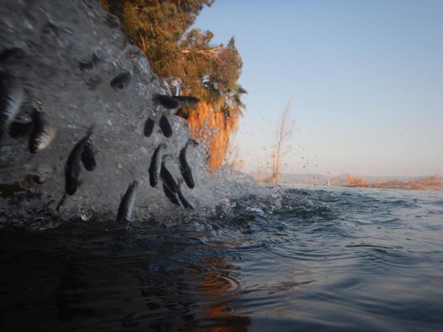 'מסנן ביולוגי': כ-50,000 דגים הושלכו לכנרת
