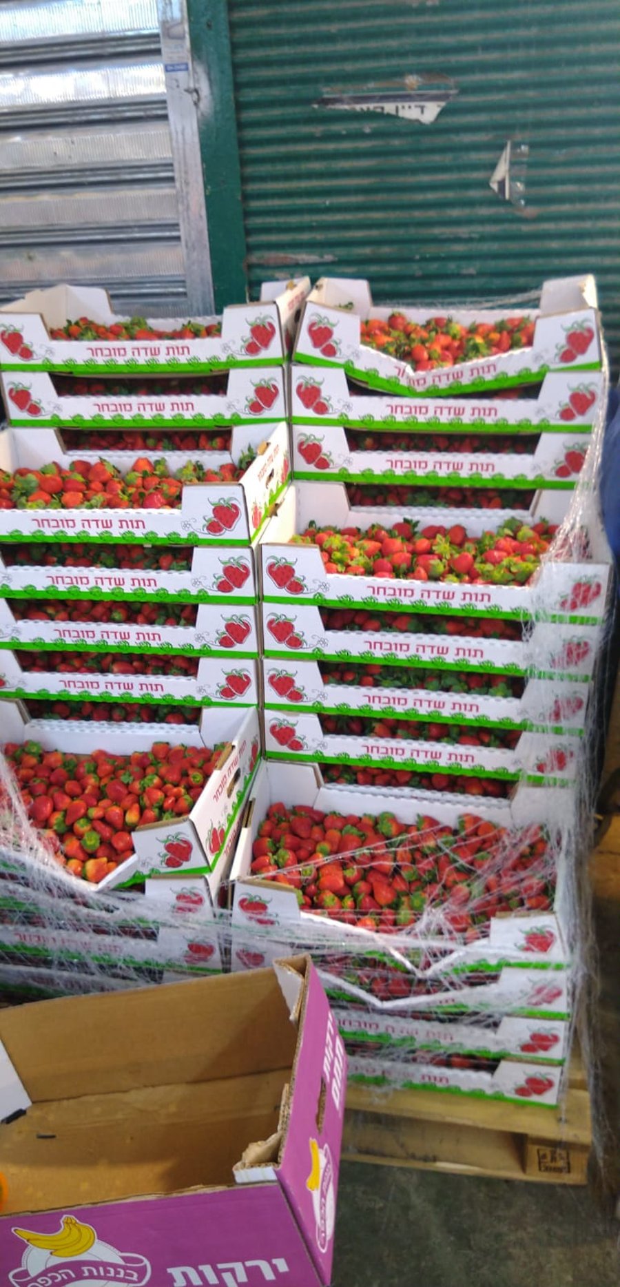 צפו: 8 טון תותים הוברחו מהרצועה לישראל