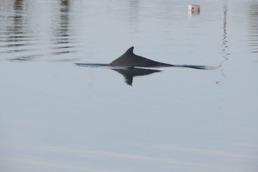 עוקבים בדאגה: גור הדולפין המגובנן - נעלם