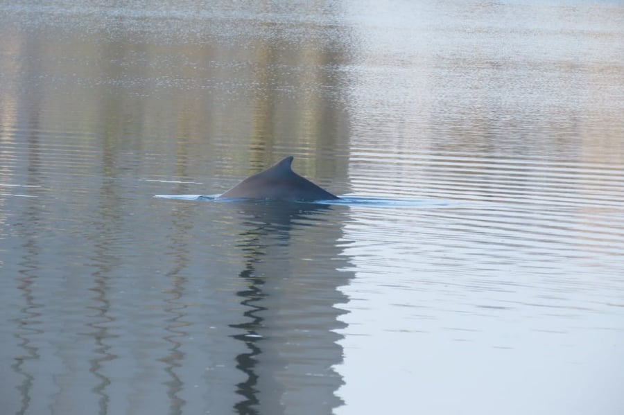 עוקבים בדאגה: גור הדולפין המגובנן - נעלם
