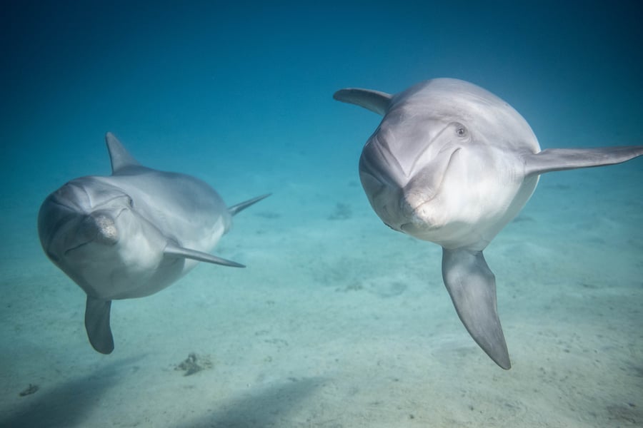 תיעוד מרהיב: תמנונים ודולפינים בים באילת
