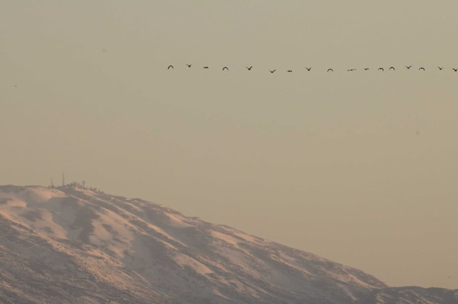 תיעוד מרהיב: נדידת הציפורים בעמק החולה