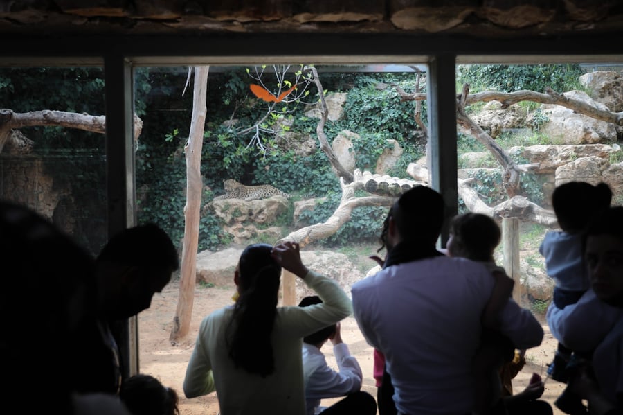 גן החיות התנ"כי - בפסח; תיעוד נדיר ומיוחד