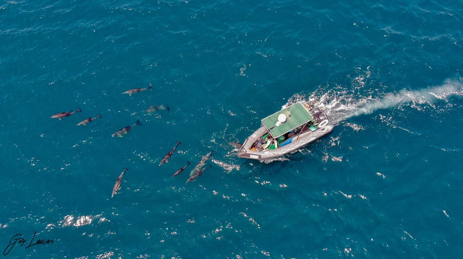 מרהיב: להקת דולפינים ליוותה הפלגה של היחידה הימית