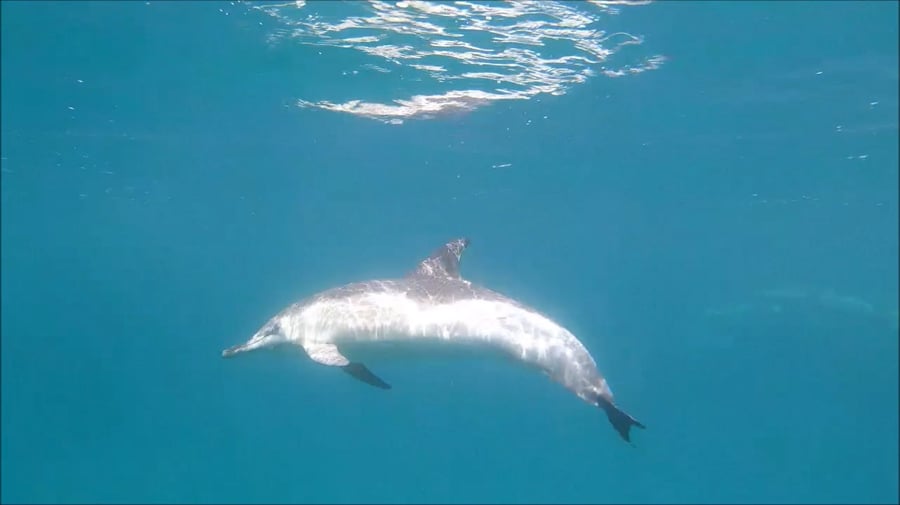 מרהיב: להקת דולפינים ליוותה הפלגה של היחידה הימית