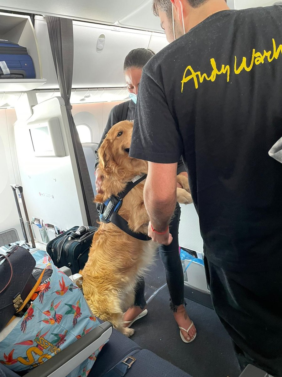 אימה בטיסת 'אל על': "כלב ליקק את הילד במהלך הטיסה"