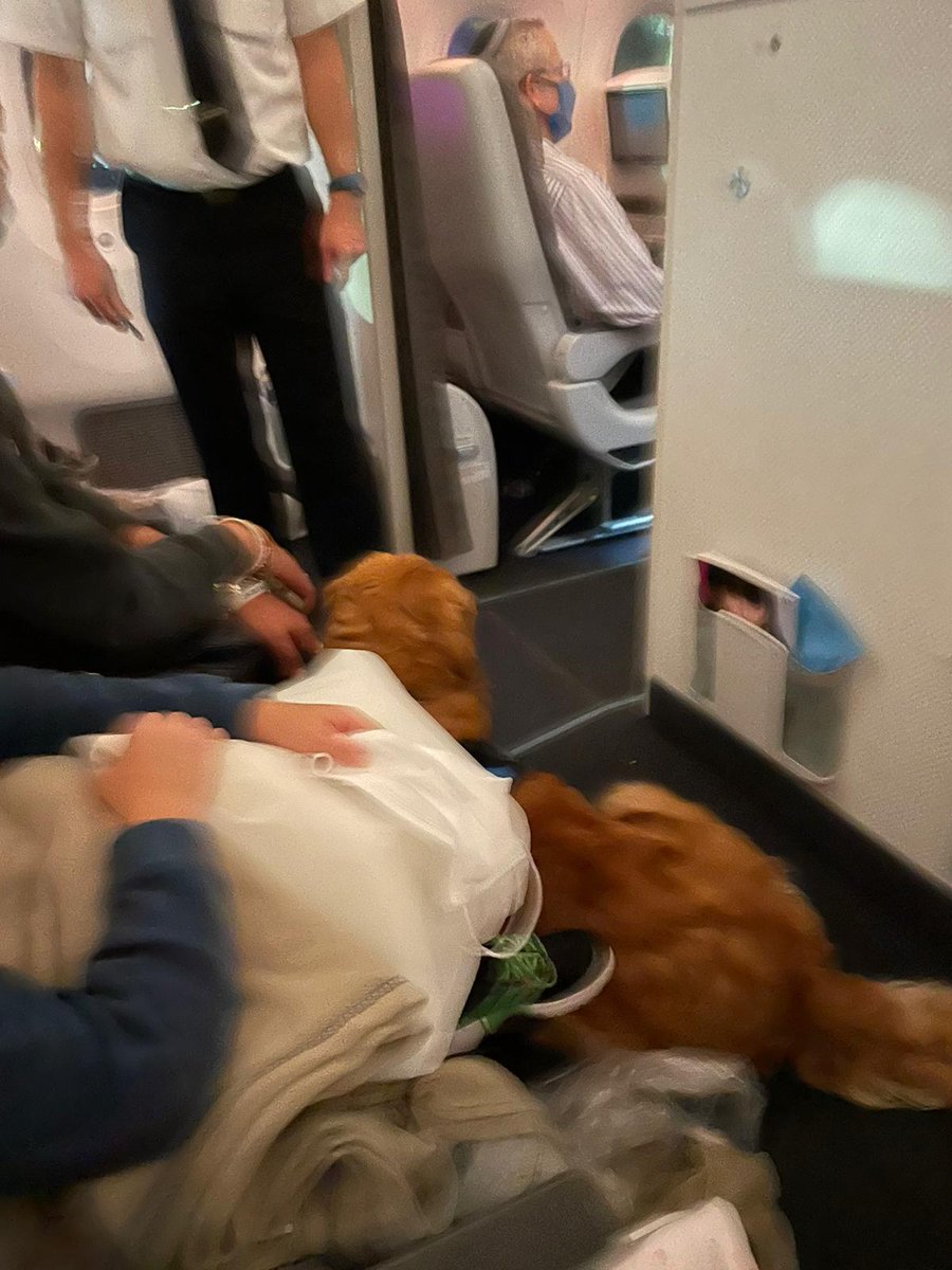 אימה בטיסת 'אל על': "כלב ליקק את הילד במהלך הטיסה"
