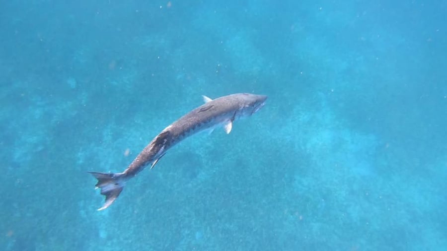 מפרץ אילת: הדייג תפס דג ברקודה מוגן ונקנס