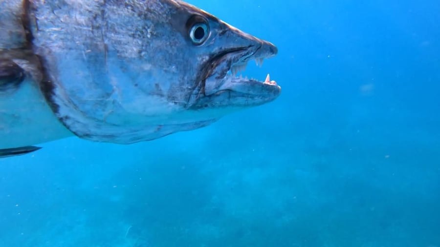 מפרץ אילת: הדייג תפס דג ברקודה מוגן ונקנס