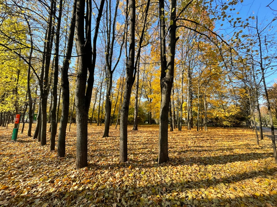 "הסתיו הזהוב" בפארק סקלוניקי • תיעוד מרהיב