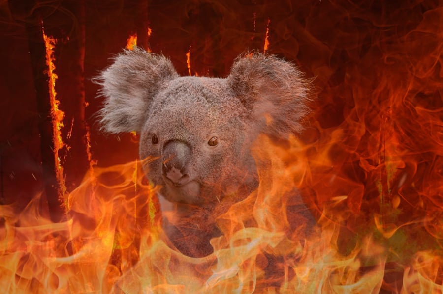השריפות באוסטרליה הביאו למותם של חיות רבות