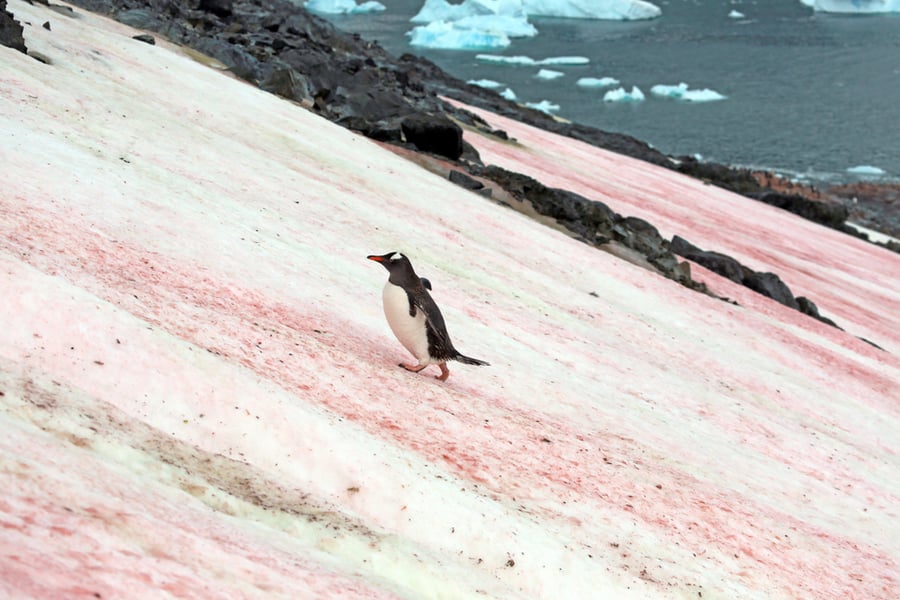 חוקר זירת רצח? &bull; פינגווין צועד ב'דם קרחונים' באנטארקטיקה