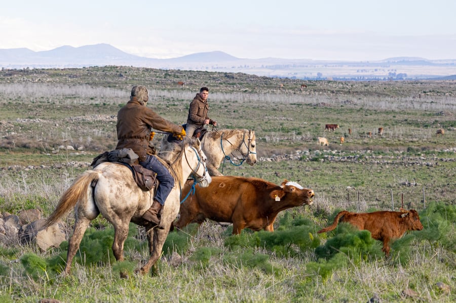 רוכבים על סוסים במהלך רעיית הפרות; צפו