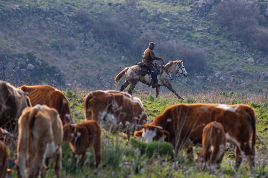 רוכבים על סוסים במהלך רעיית הפרות; צפו