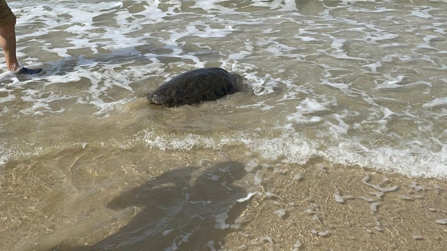 5 צבי ים חומים בוגרים שנפגעו - שוחררו • תיעוד