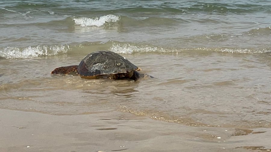 5 צבי ים חומים בוגרים שנפגעו - שוחררו • תיעוד