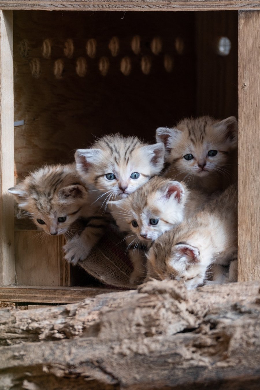 חמישה גורים נולדו לחתולי החולות; תיעוד