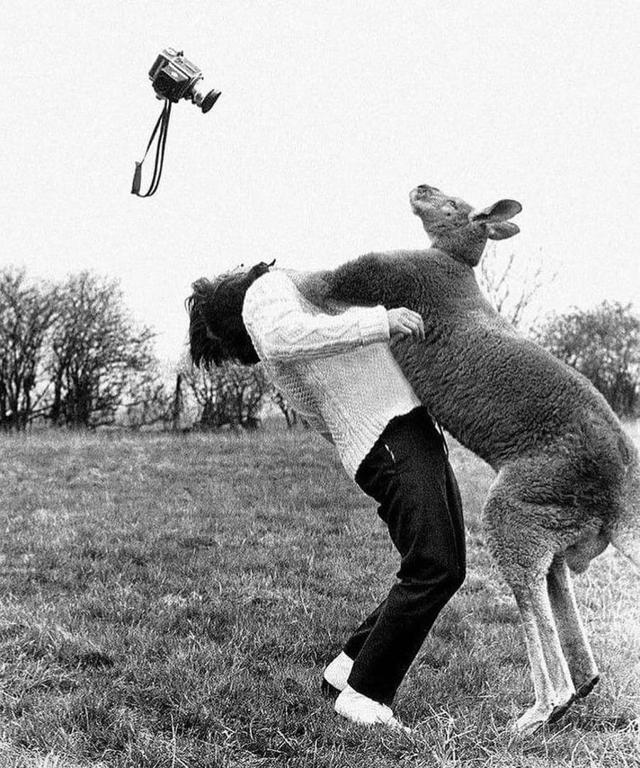 1962, בריטניה: הצלם ג'ון דריזדייל מותקף בידי קנגרו, ומצלמתו מועפת אל על